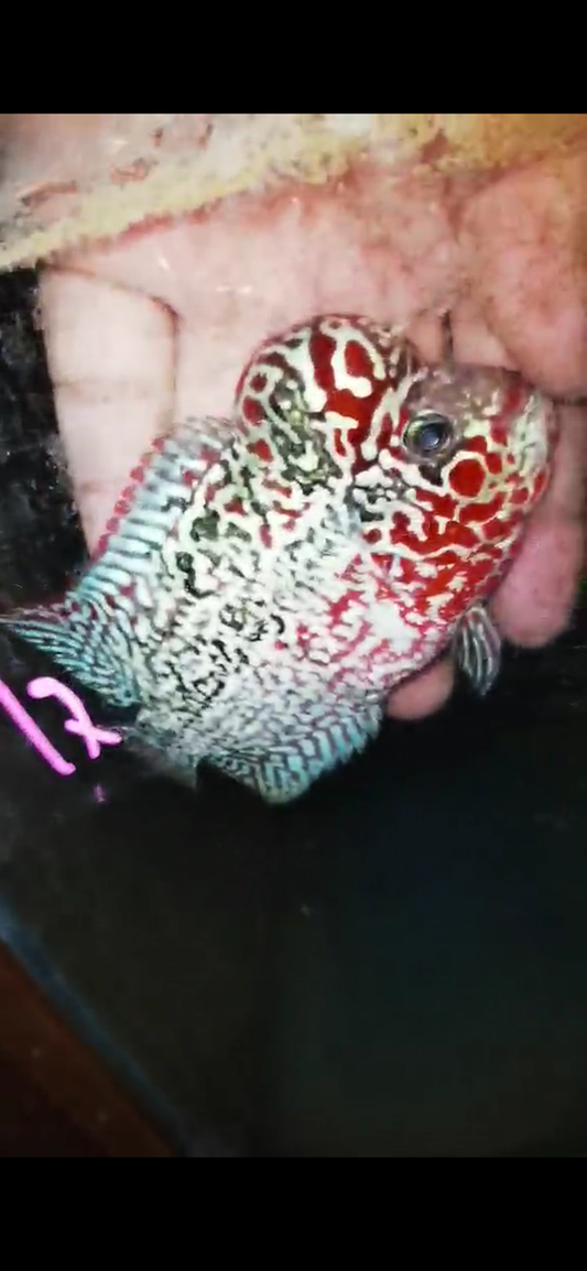 Super Red Dragon Flowerhorn ( Male ) #17
