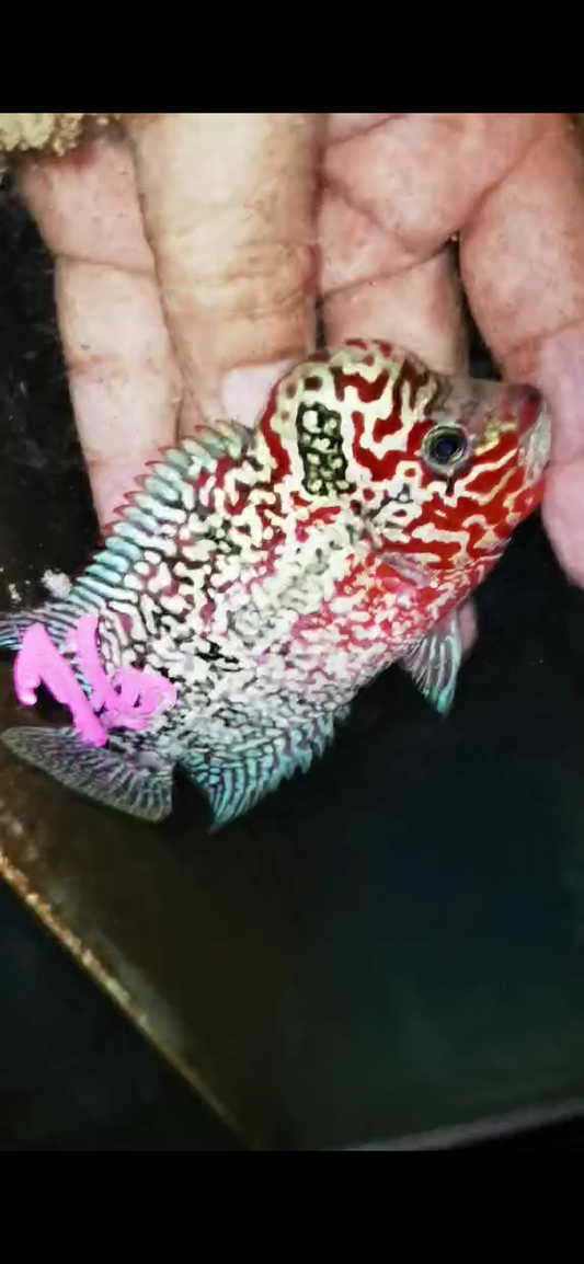 Super Red Dragon Flowerhorn ( Male ) #16