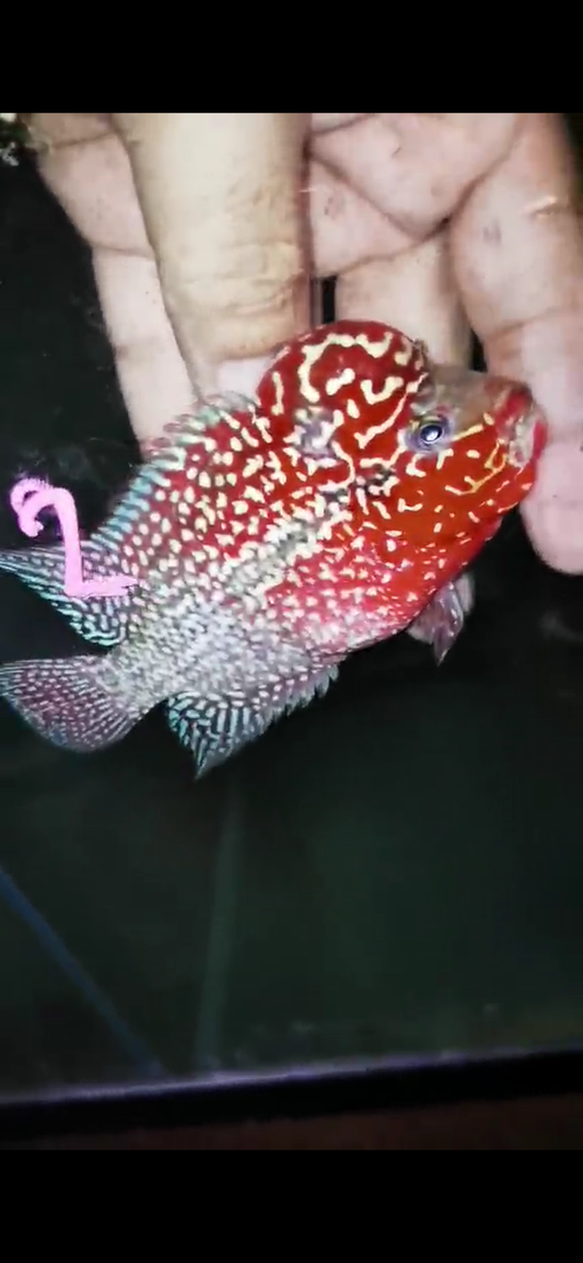 Super Red Dragon Flowerhorn ( Male ) #2