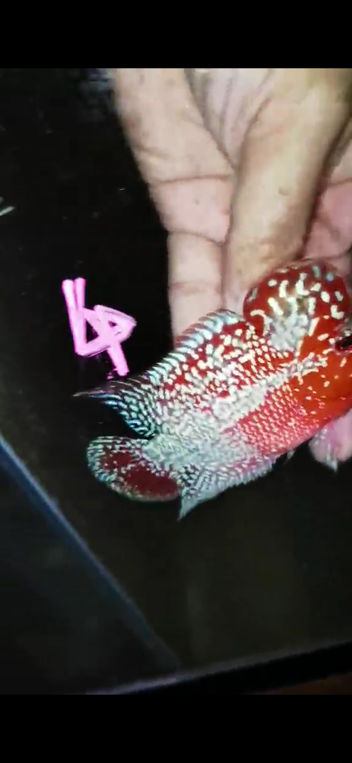 Super Red Dragon Flowerhorn ( Male ) #4