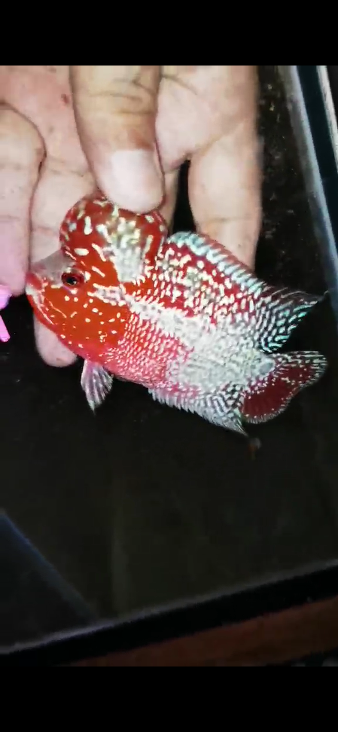 Super Red Dragon Flowerhorn ( Male ) #4