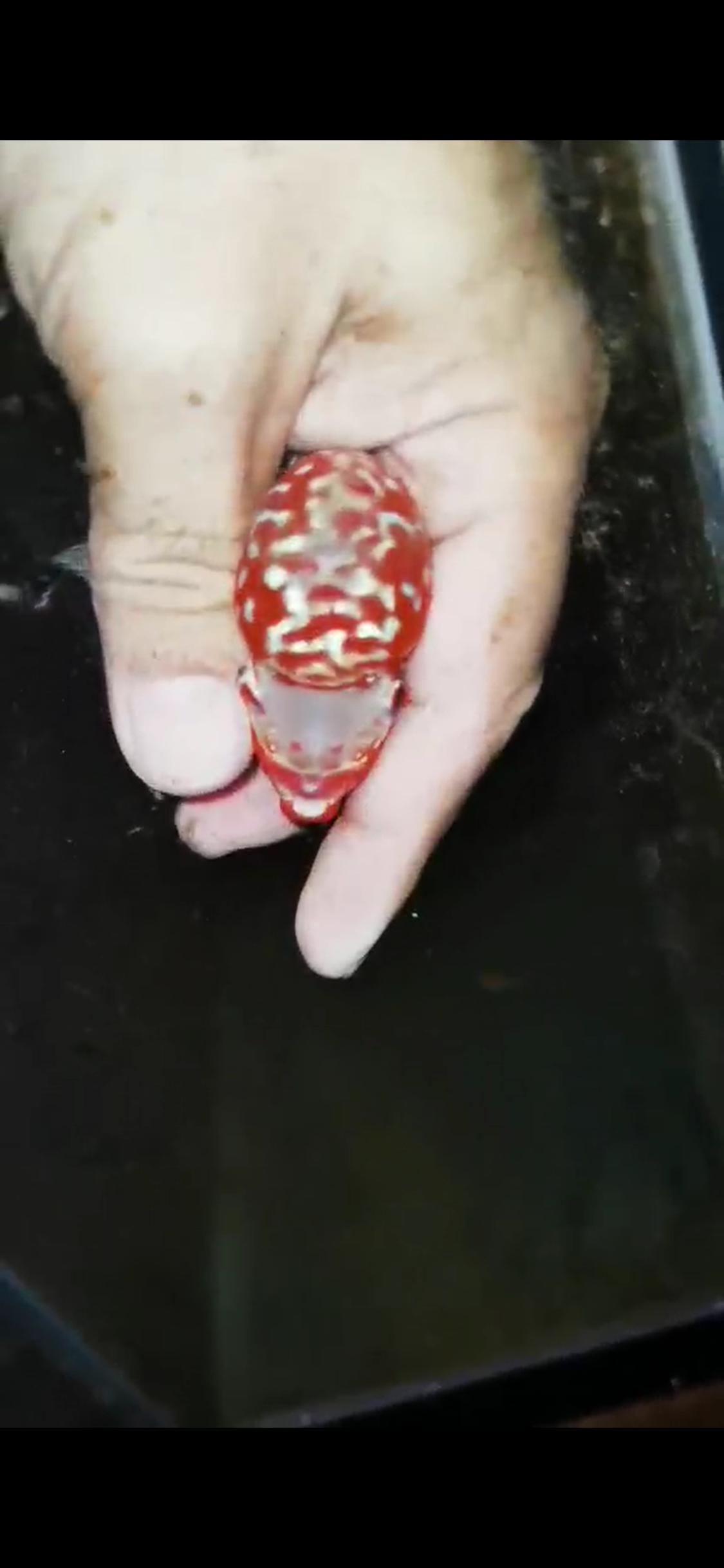 Super Red Dragon Flowerhorn ( Male ) #4