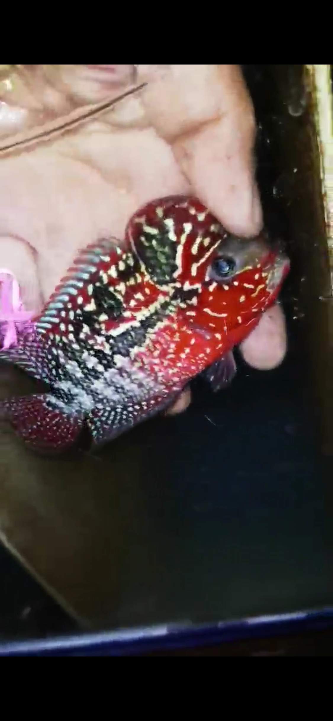 Super Red Dragon Flowerhorn ( Male ) #7