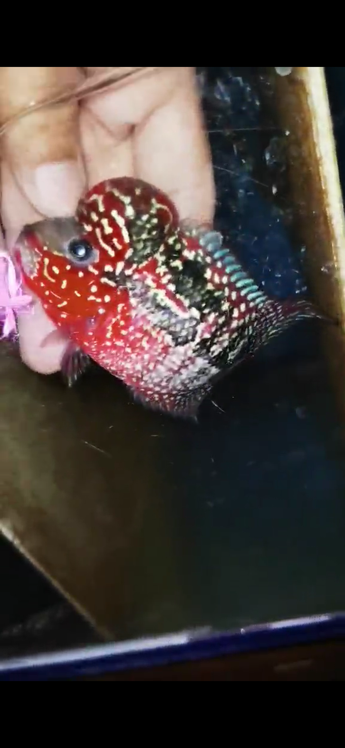 Super Red Dragon Flowerhorn ( Male ) #7