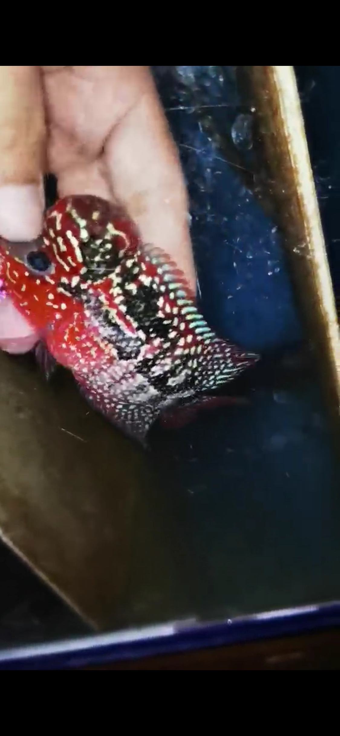 Super Red Dragon Flowerhorn ( Male ) #7