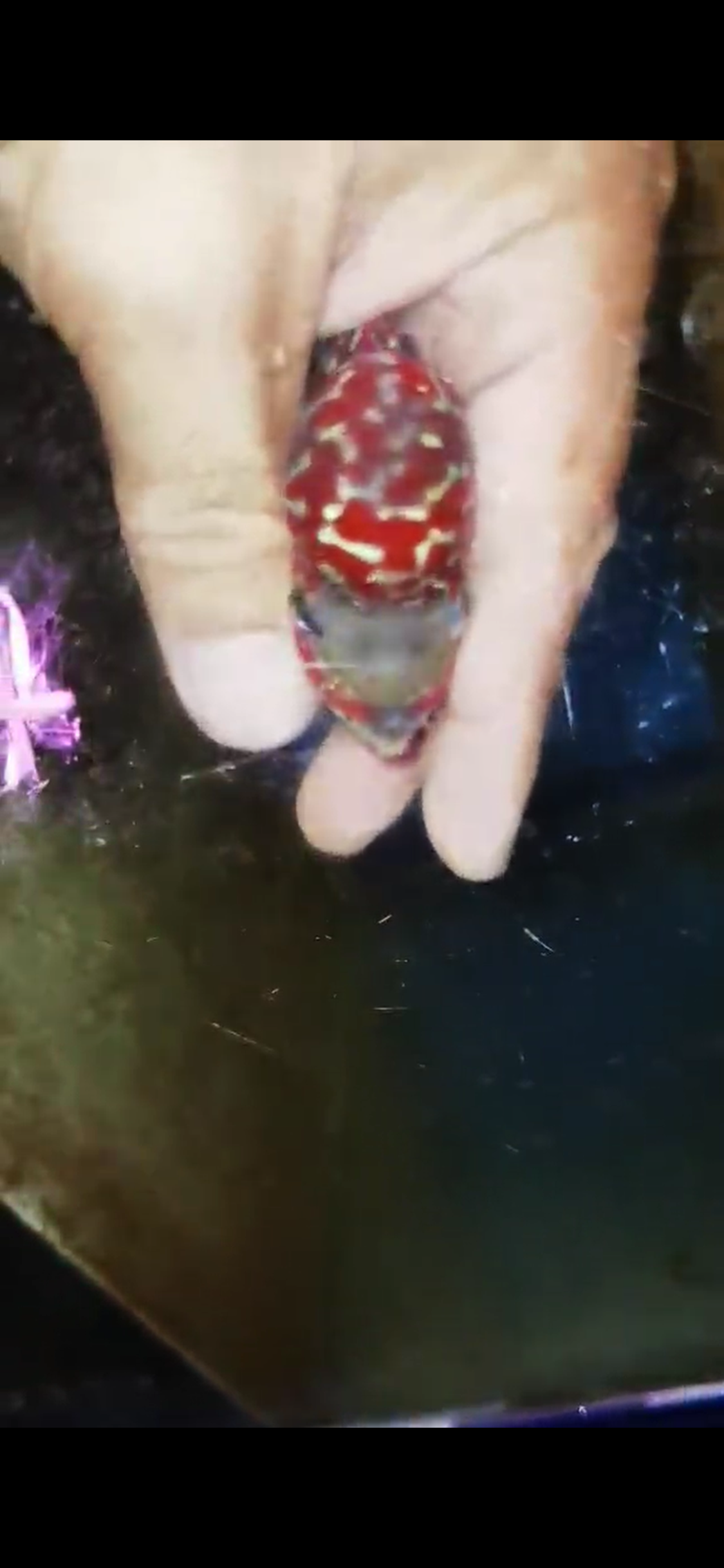 Super Red Dragon Flowerhorn ( Male ) #7