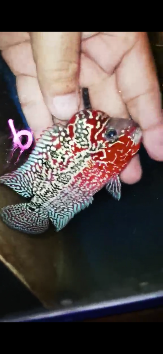 Super Red Dragon Flowerhorn ( Male ) #6