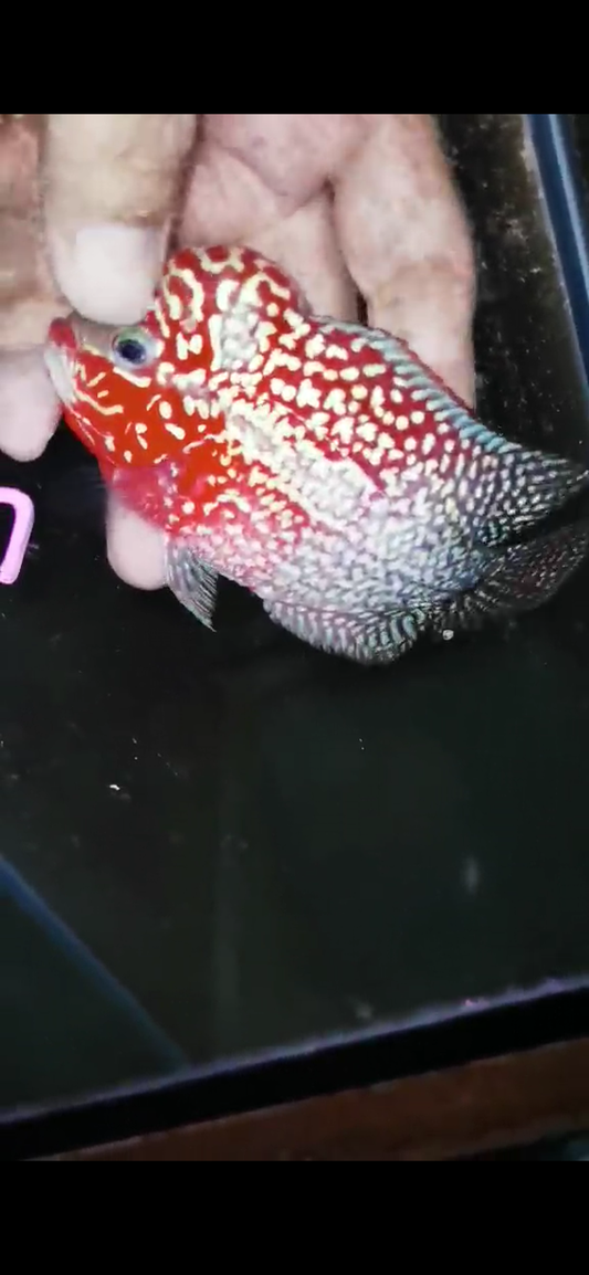 Super Red Dragon Flowerhorn ( Male ) #3