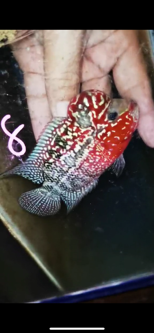 Super Red Dragon Flowerhorn ( Male ) #8