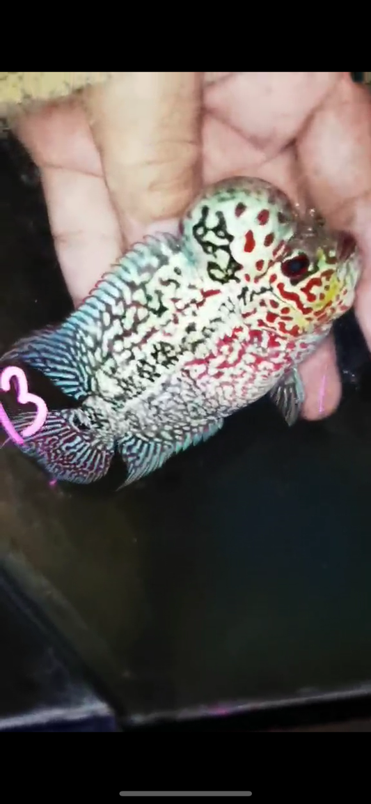 Super Red Dragon Flowerhorn ( Male ) #13