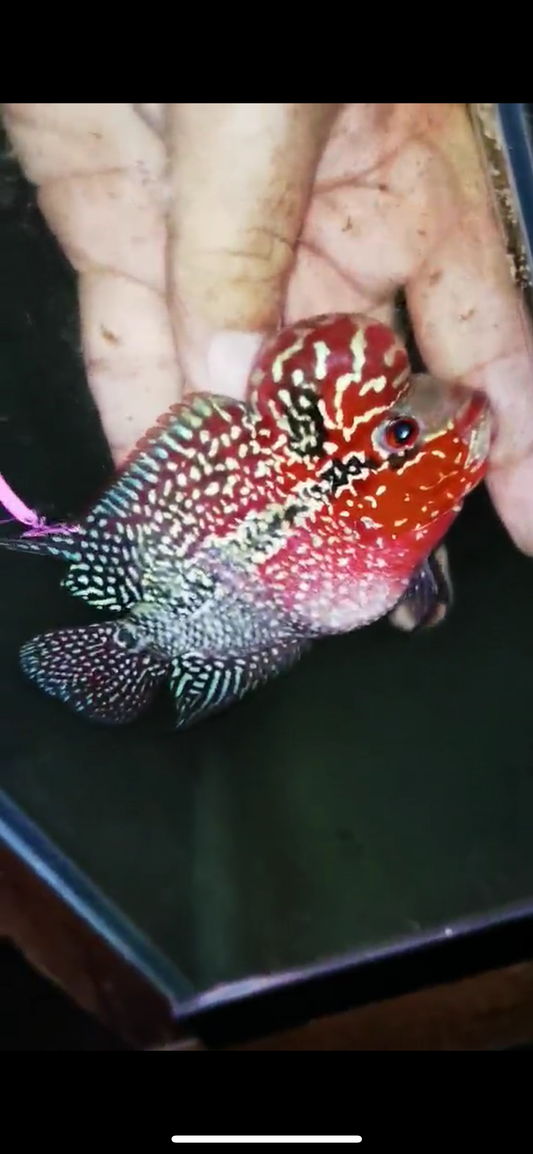 Super Red Dragon Flowerhorn ( Male ) #1
