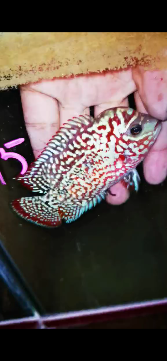 Kamfa F2  Flowerhorn ( Male ) #15