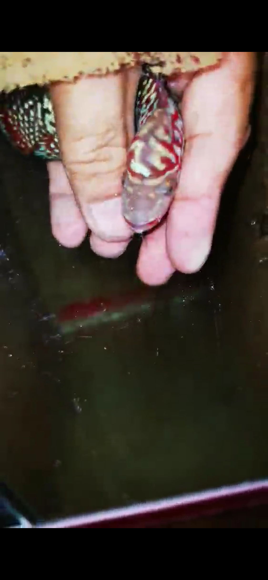 Kamfa F2  Flowerhorn ( Male ) #15