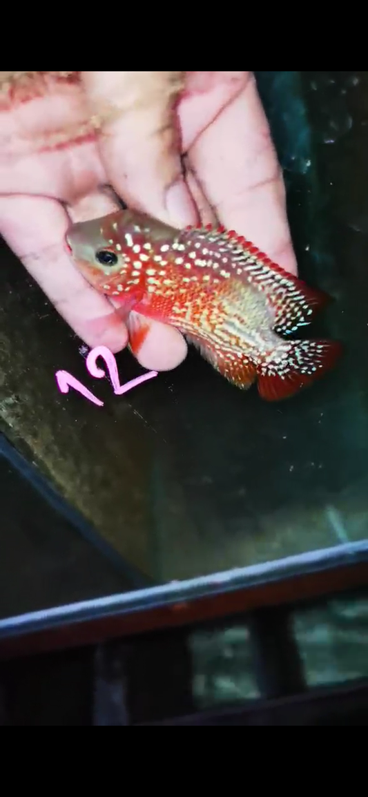 Classic Kamfa Flowerhorn ( Male ) #12