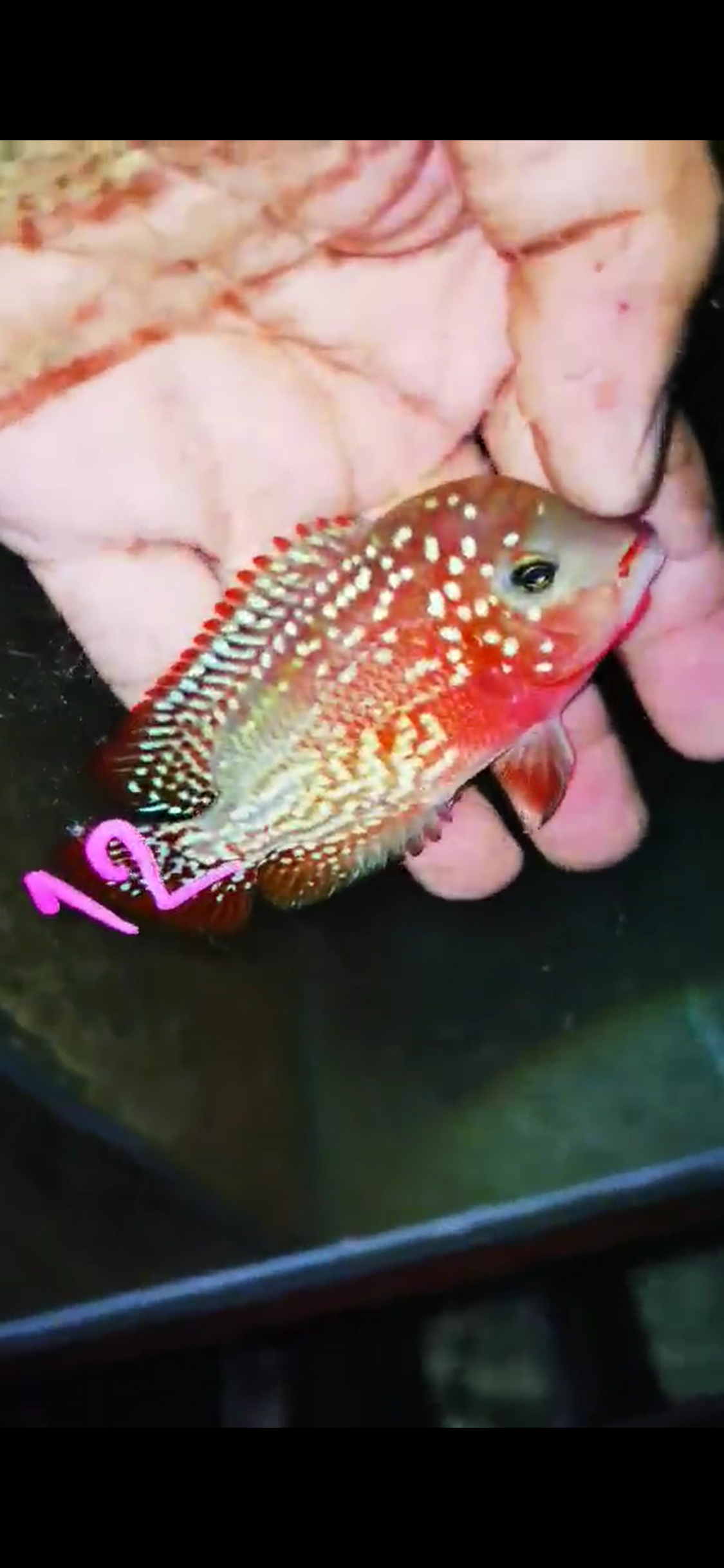 Classic Kamfa Flowerhorn ( Male ) #12