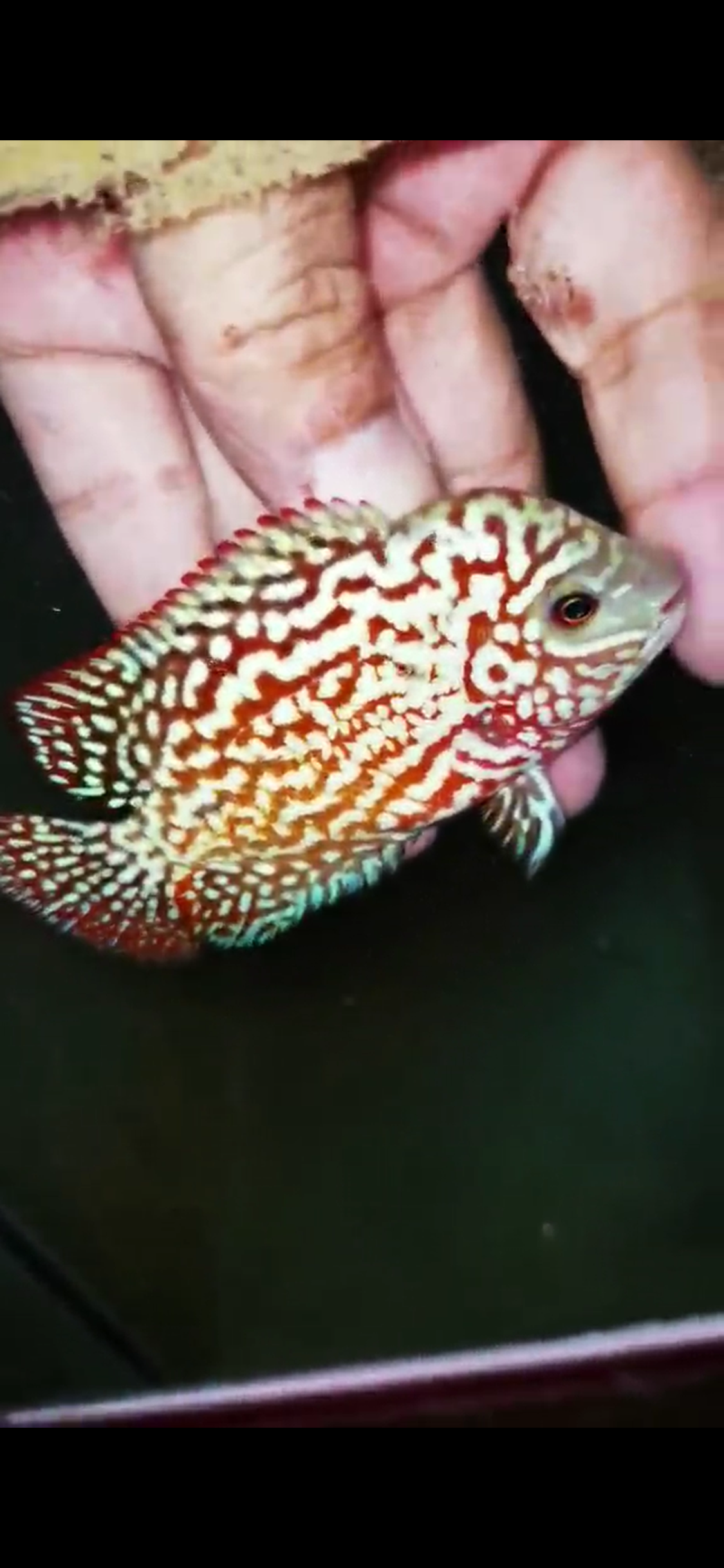 Kamfa F2 Flowerhorn ( Male ) #18