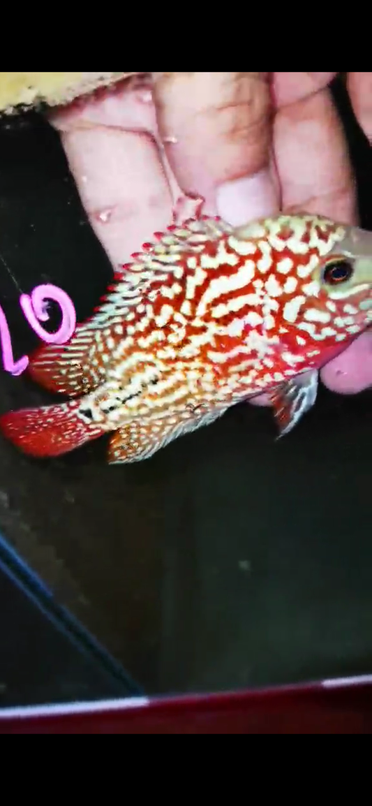 Kamfa F2 Flowerhorn ( Male ) #20
