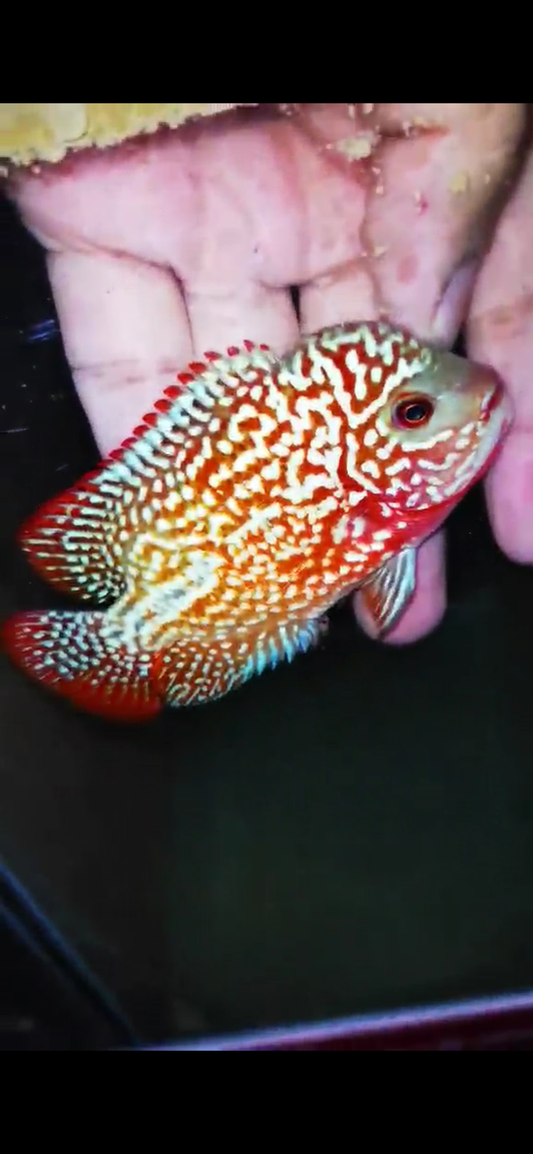 Kamfa F2 Flowerhorn ( Male ) #16