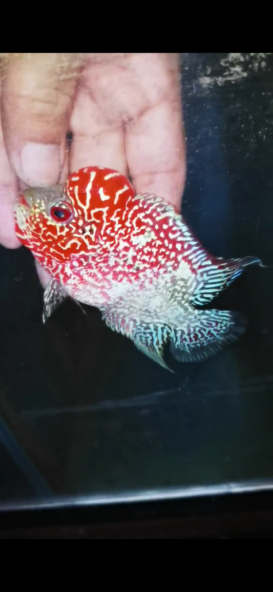Golden Base Flowerhorn ( Male ) #1