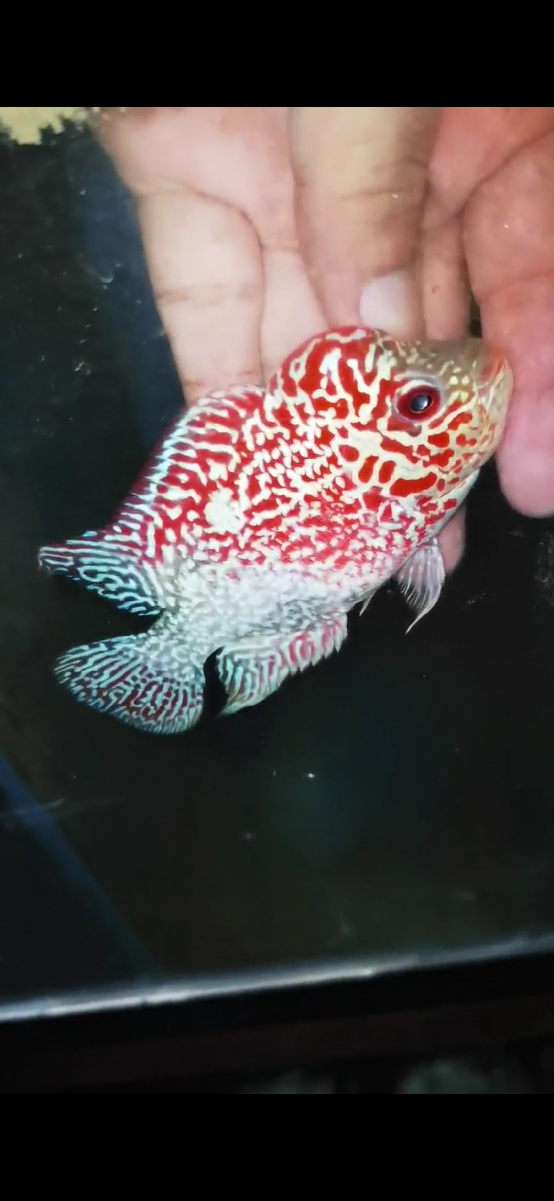 Golden Base Flowerhorn ( Male ) #2