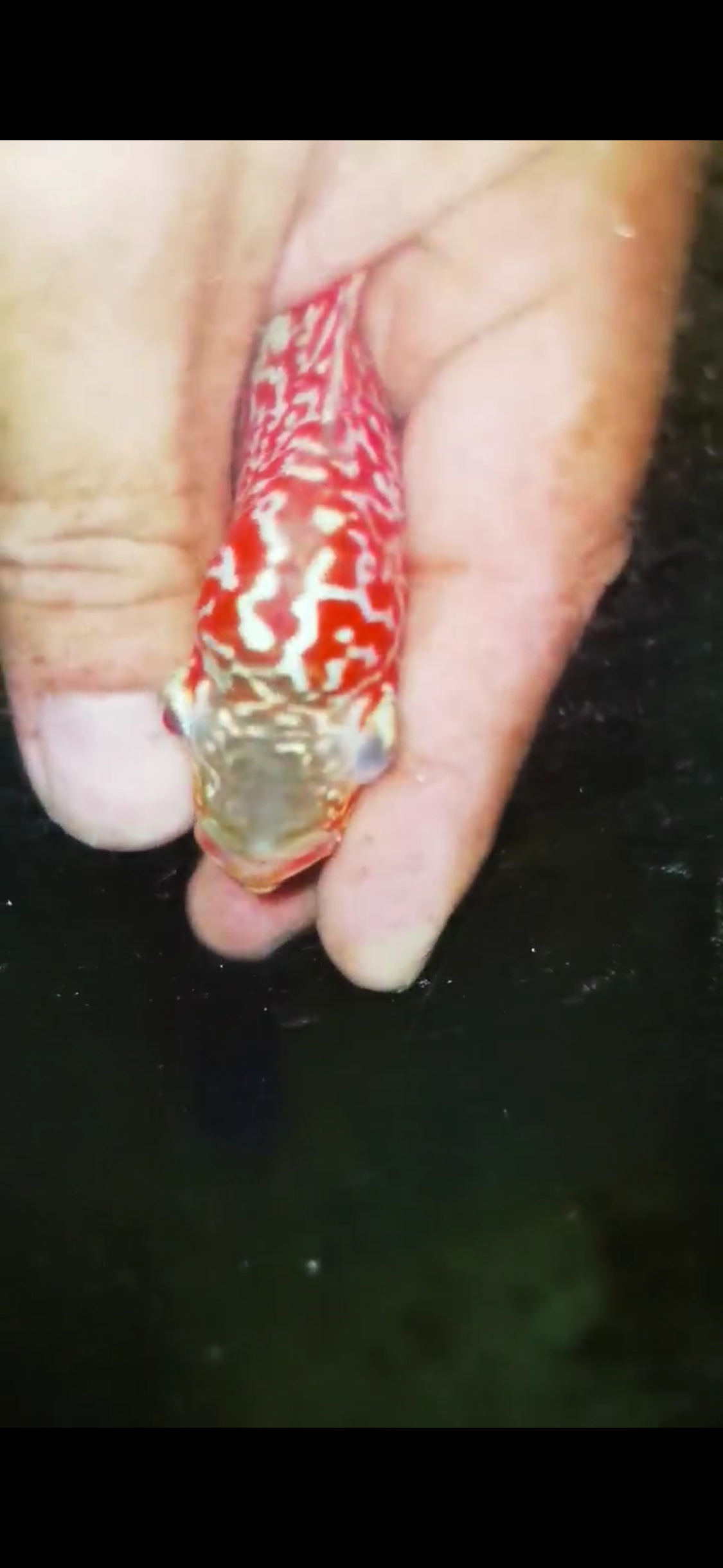 Golden Base Flowerhorn ( Male ) #2