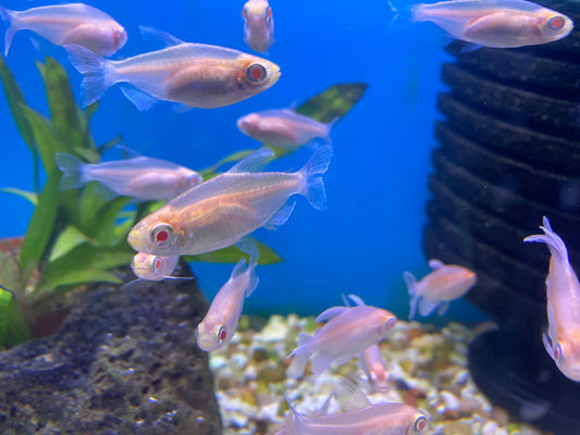 Albino Congo Tetra 1.5-2"