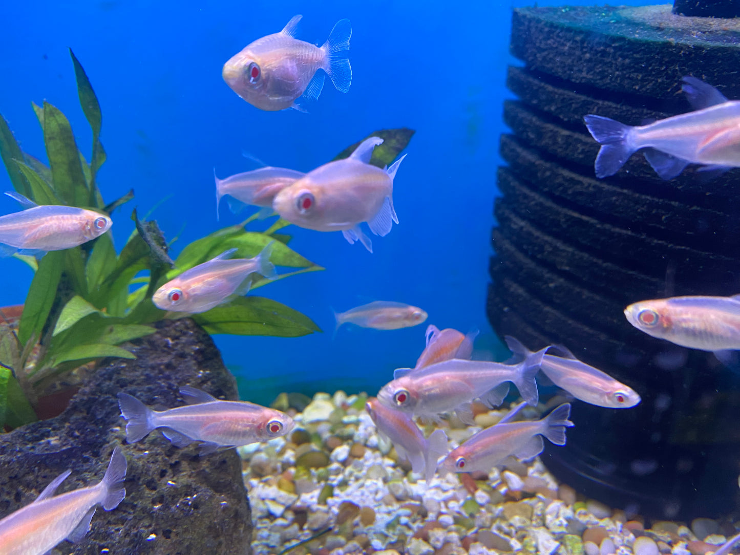 Albino Congo Tetra 1.5-2"