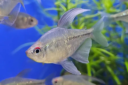 Diamond Tetras  ( 10-Pack )