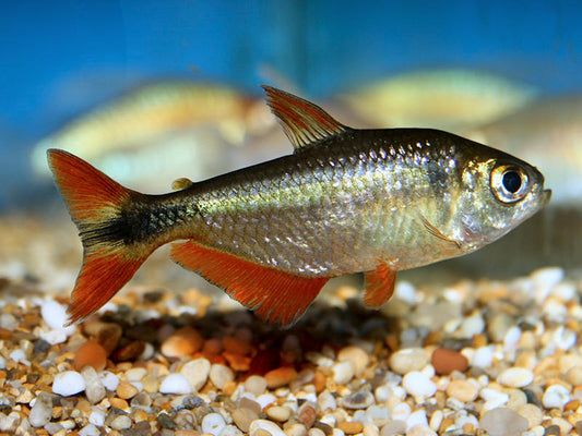Buenos Aires Tetras ( 10-Pack )