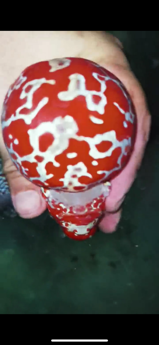 Comp Grade HQ SRD Flowerhorn -01