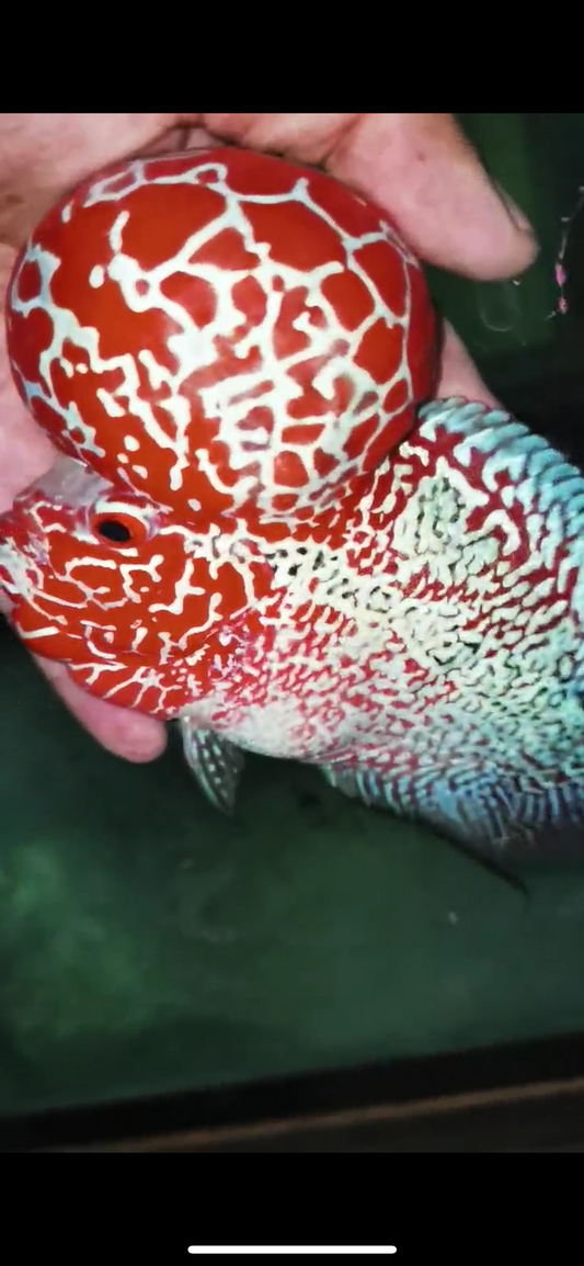 COMPETION GRADE SRD FLOWERHORN - 001