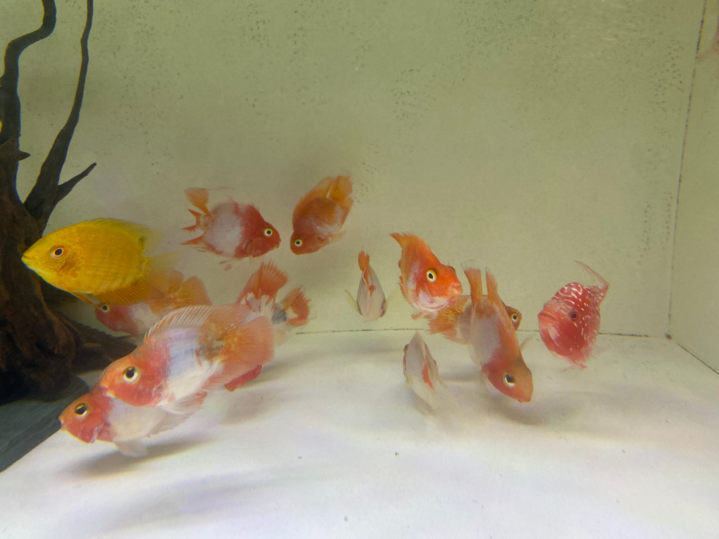 Santa Parrots