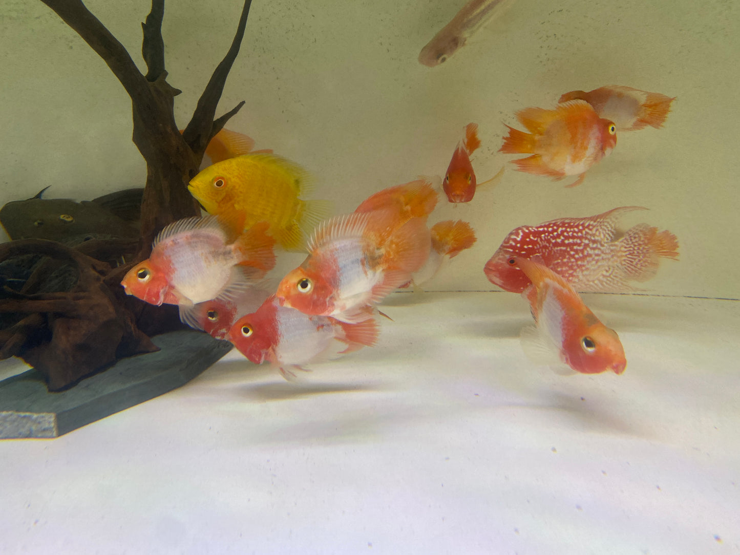 Santa Parrots