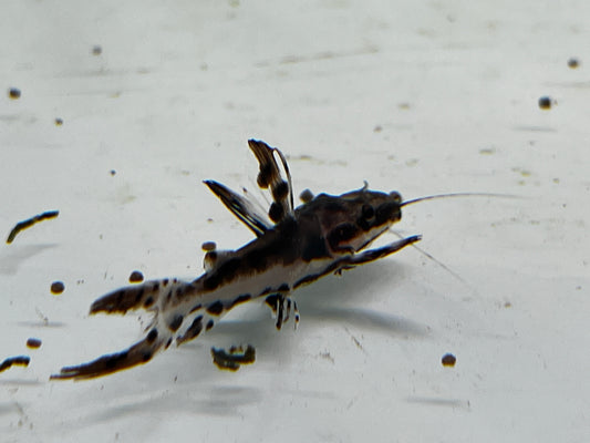 Shortbody Tiger Shovelnose Catfish 2"