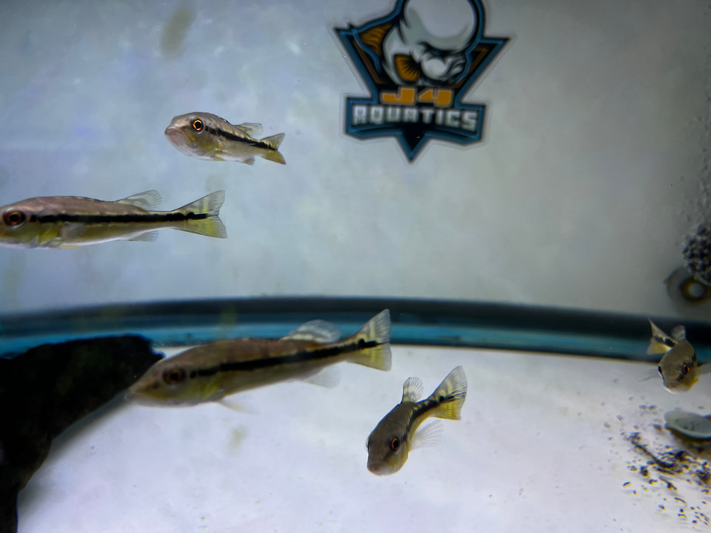 Pinima Peacock Bass 3"