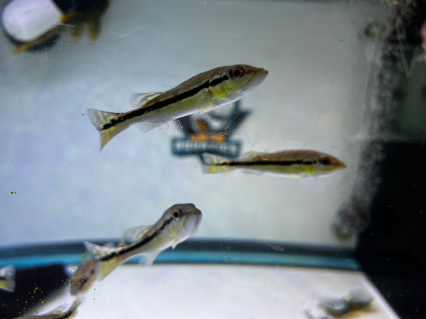 Pinima Peacock Bass 3"