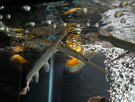 Longnose Gars 6-7"