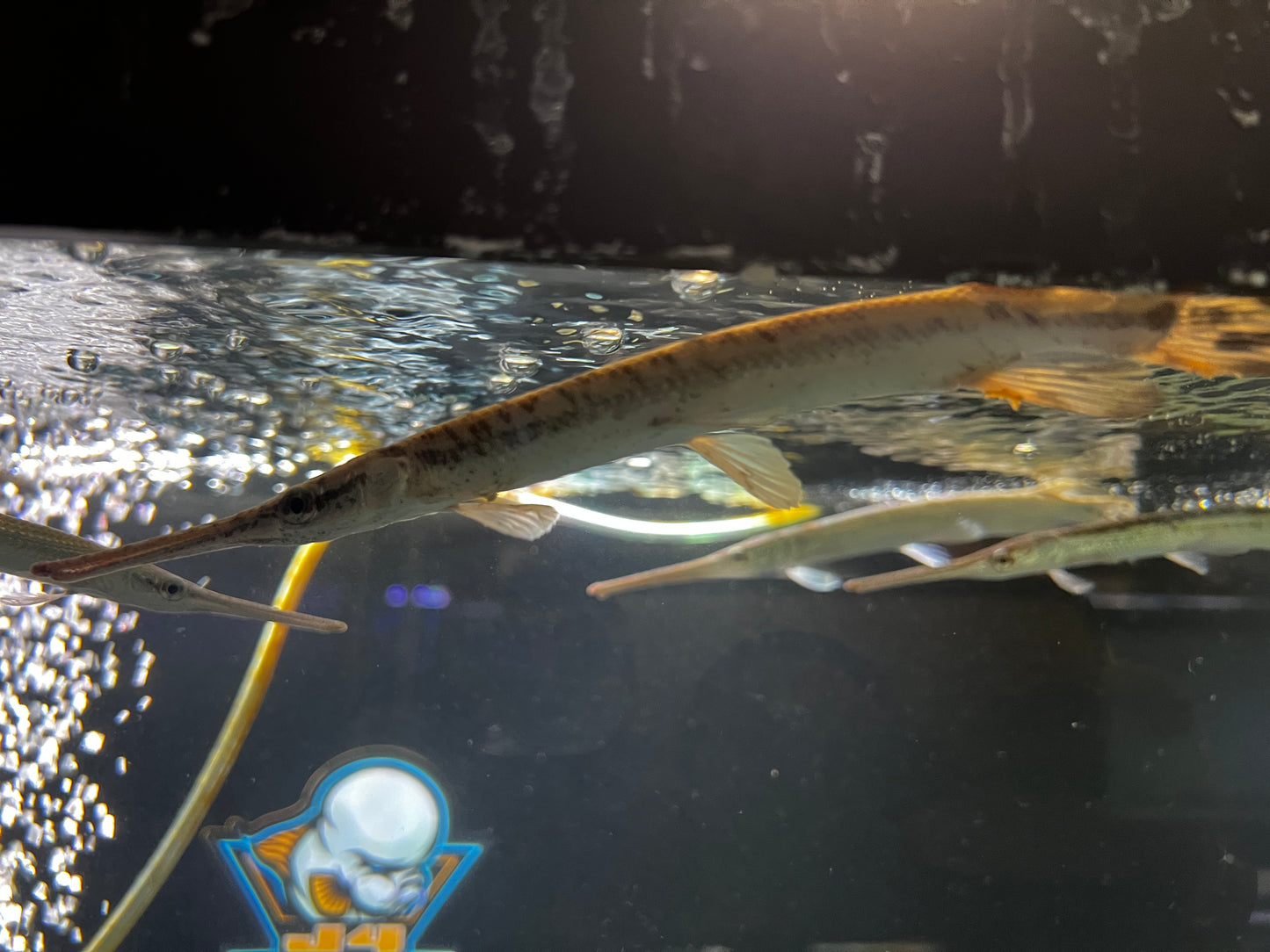 Longnose Gars 6-7"