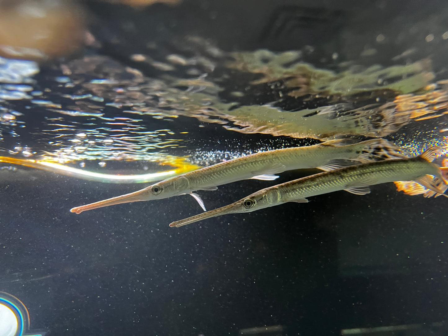 Longnose Gars 6-7"