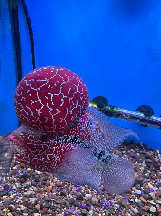 Super Red Dragon Flowerhorn ( Comp Grade )