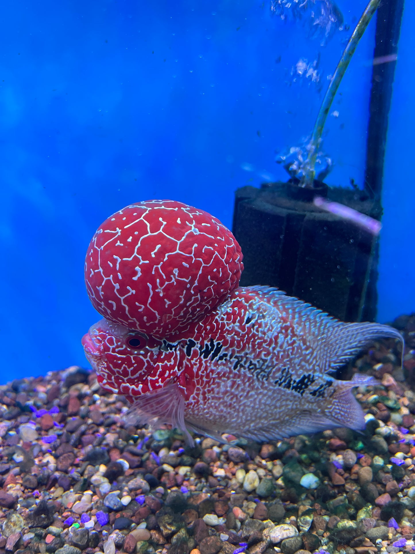 Super Red Dragon Flowerhorn ( Comp Grade )