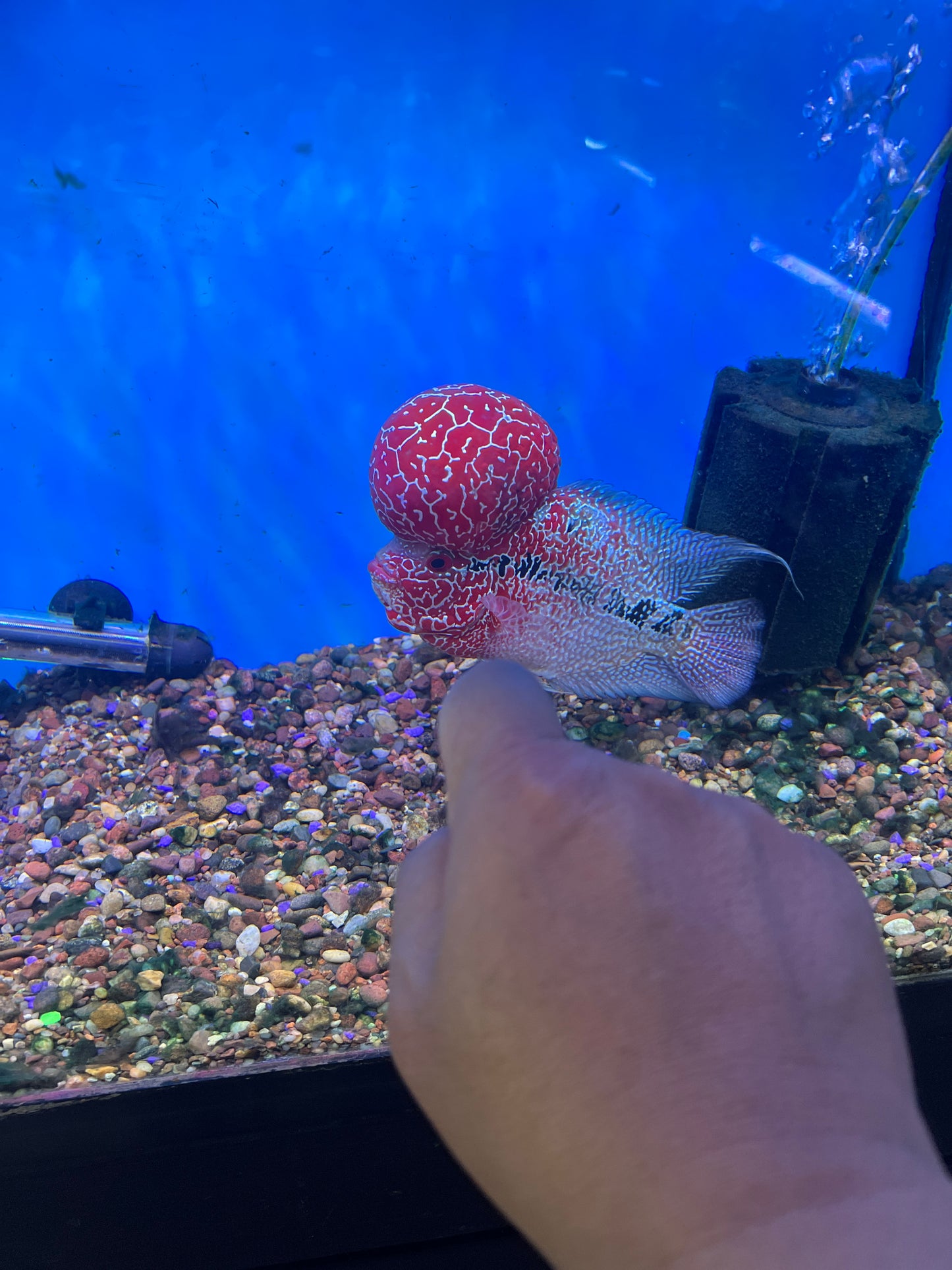 Super Red Dragon Flowerhorn ( Comp Grade )