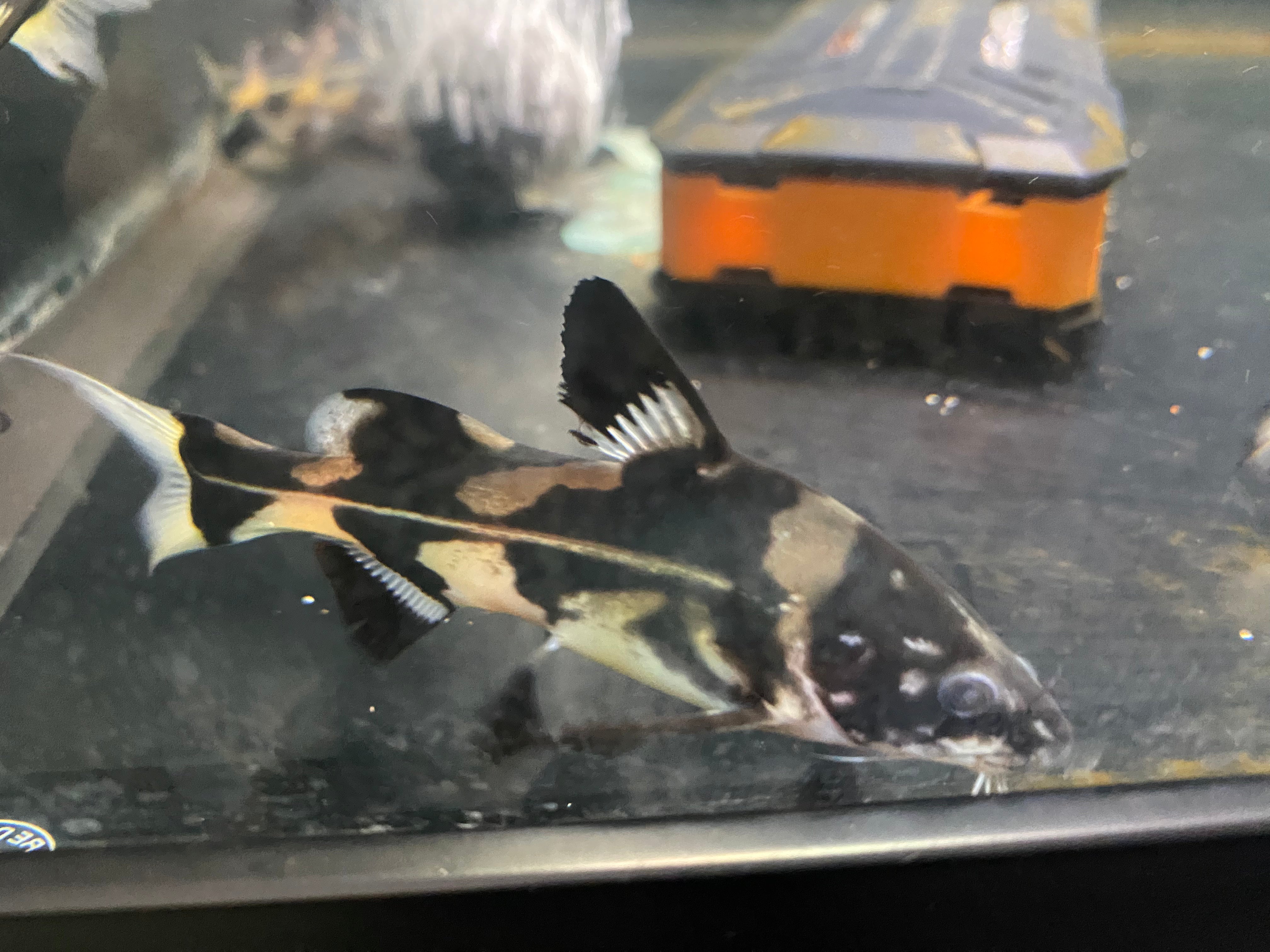 Marbled Lancer Catfish 5