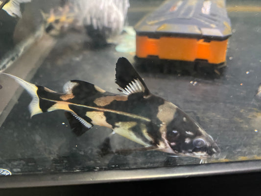 Marbled Lancer Catfish 5"