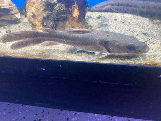 Widehead Catfish 6"