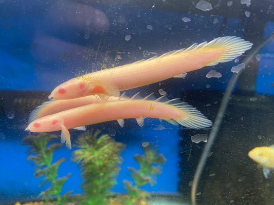 Albino Senegalus 3"