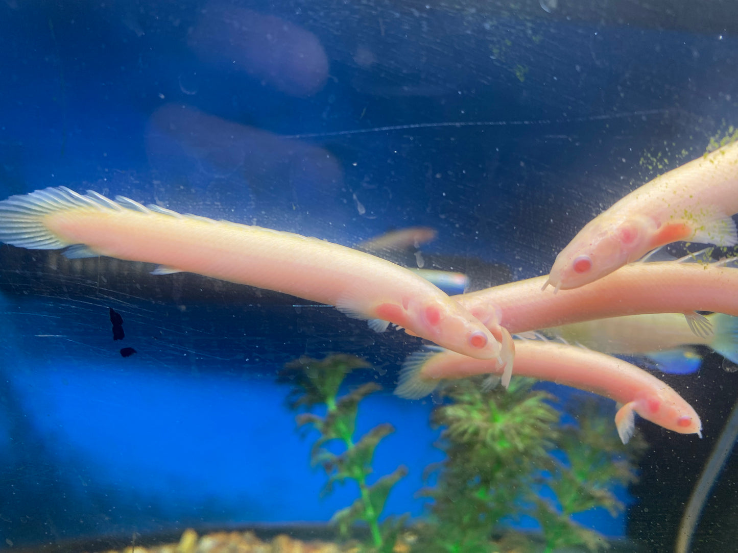 Albino Senegalus 3"