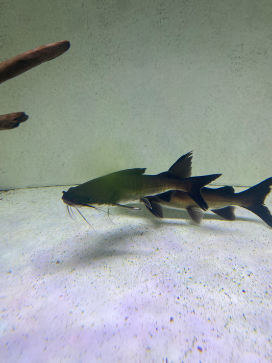 Papua ( Shark ) Catfish  7-8"