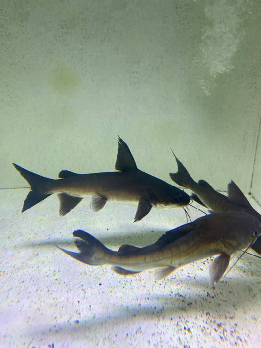 Papuan Shark Catfish (Neoarius graeffei) 5"