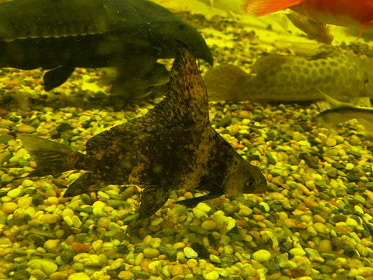 Chinese High Fin Banded Shark 9-10"